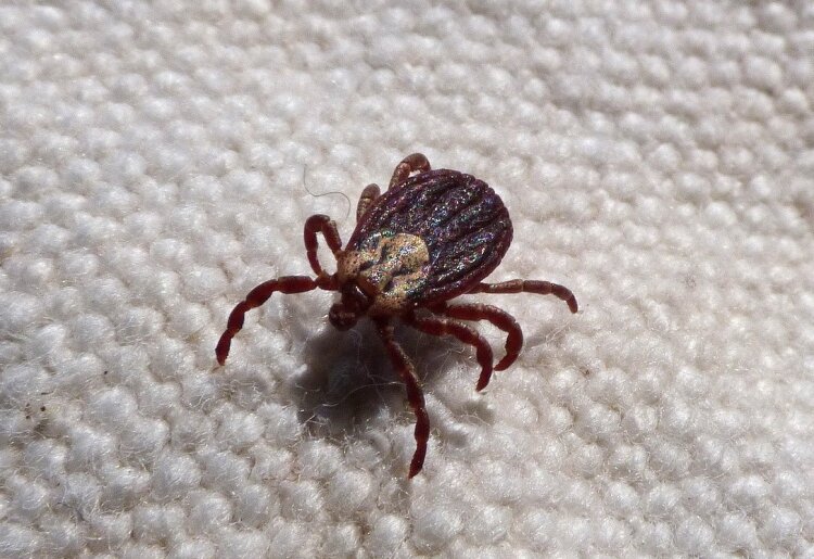    Фото: pixabay.com