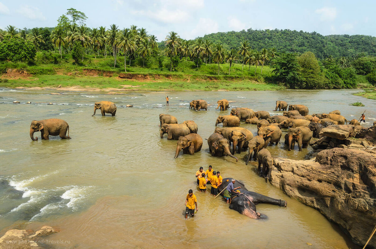 Чад великобритания шри ланка. Слоновий питомник Шри Ланка Пиннавела. Шри Ланка приют Пиннавела. Шри Ланка слоны Пинавелла. Приют для слонов Пиннавела Шри-Ланка.