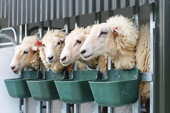 Как доят овец? В домашнем хозяйстве овец в основном выращивают для получения мяса и шерсти. Однако каждому овцеводу известно, что молоко этих животных чрезвычайно полезное, калорийное и питательное.