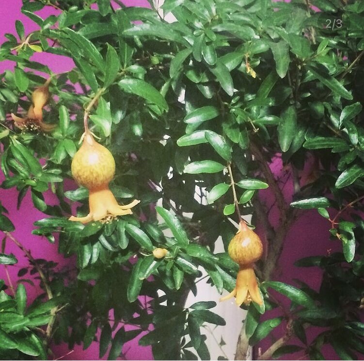 Гранат из личной коллекции цветов