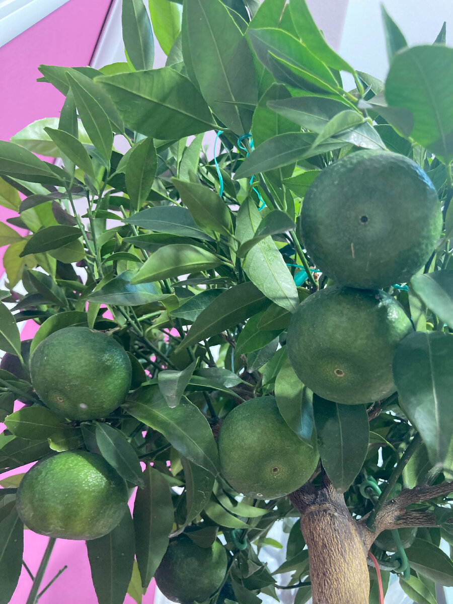 Мандарин из личной коллекции 