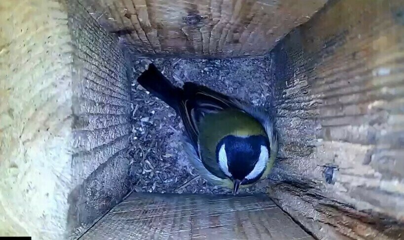    Видео: как синица во время сна накрывается одеялом