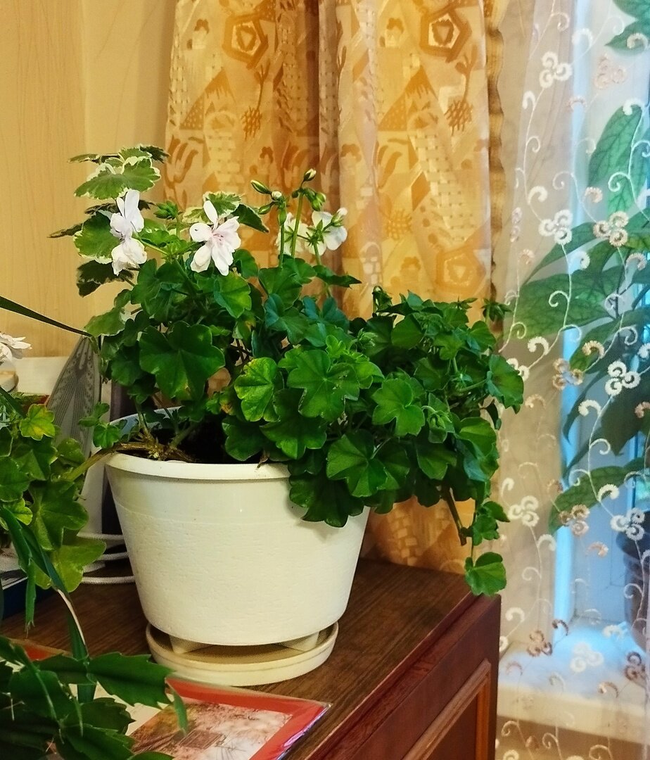 Вот такие были три пеларгонии в одном горшке, когда я занесла их. Это первый из двух горшков.