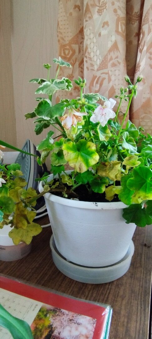 Здесь они уже болели и начали засыхать