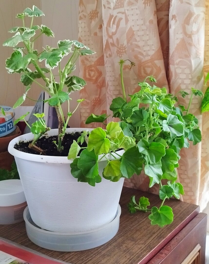 Когда была острижена и обработана от болезней, выглядела не плохо, но все равно все три  продолжали засыхать и в конце концов погибли.