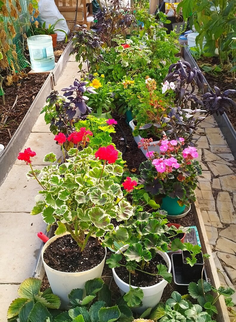 Она же в теплице, на передежке.