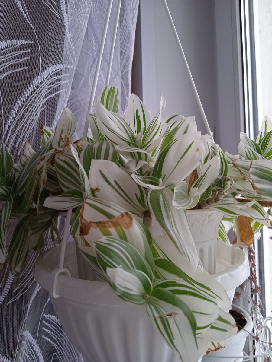 Жёлтые, сухие кончики на традесканции могут свидетельствовать о неправильном поливе( залив или засуха)