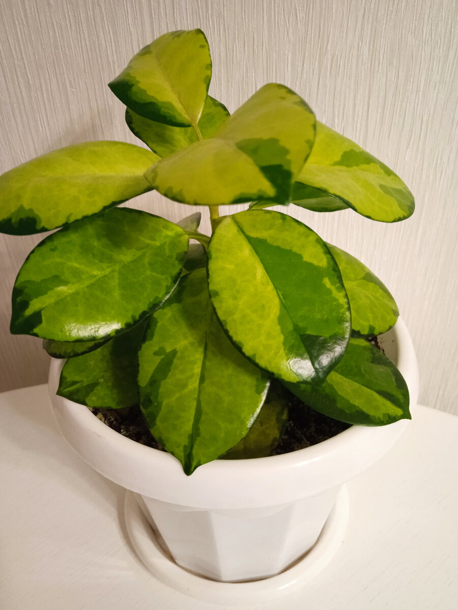 Хойя Аустралис Лиза - залила. Весной буду восстанавливать. Очень мне нравилась