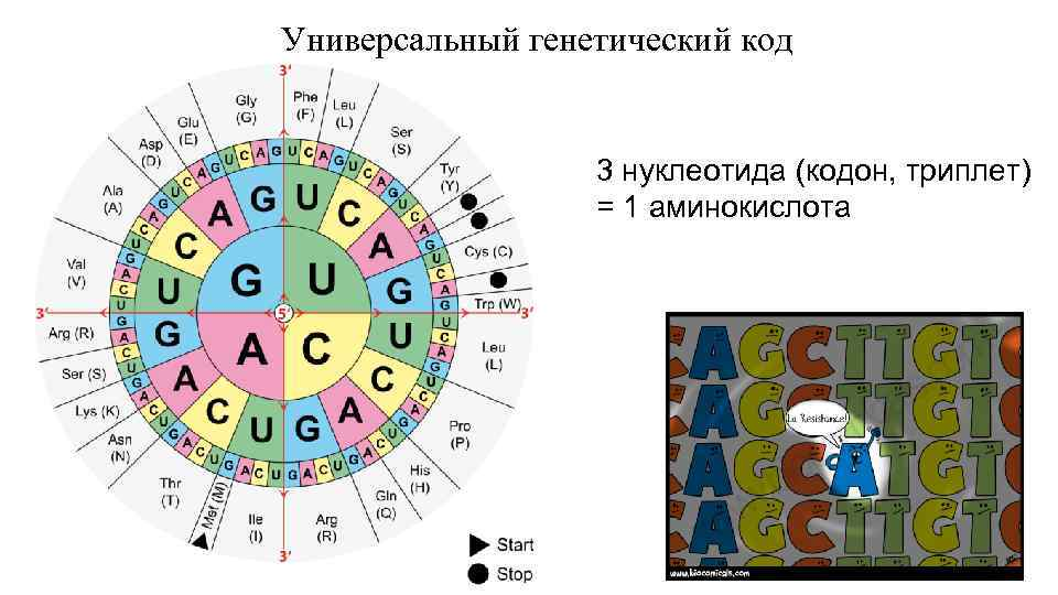 Рис. 1. Кодоны ДНК (https://present5.com/presentation/-128319651_437988487/image-20.jpg)