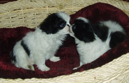 Щенячья любовь с поцелуйчиками