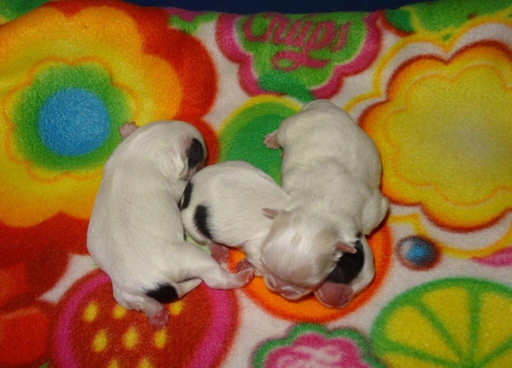 Три богатыря! Помет "Э"-2. Черные - Эдвин, Эониум, лимонный Эклер.