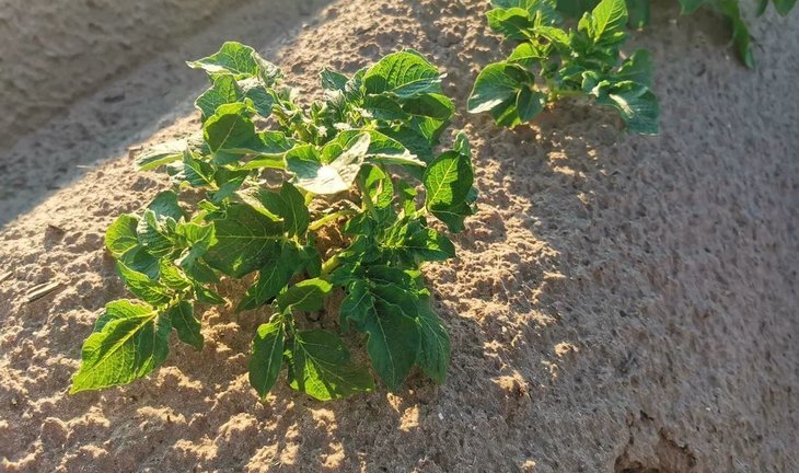    Выращивание картофеля под марлей и соломой вместо инсектицидов