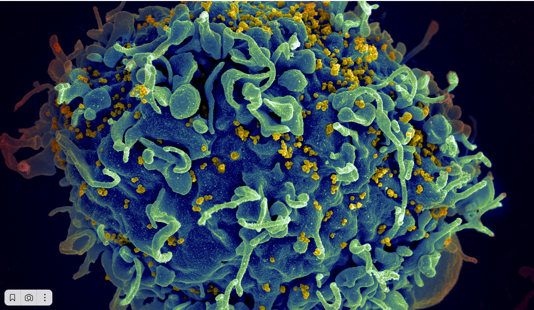 Иллюстрация: NIH