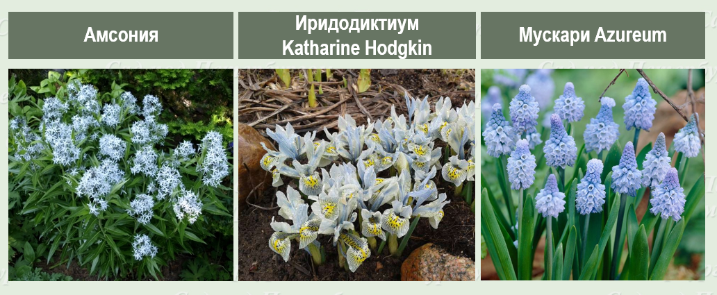 многолетники спб. астильба vision in pink. многолетники спб. многолетники спб. астильба микс.