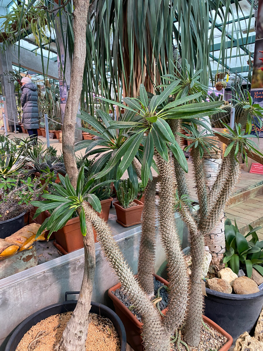 Мир Аптекарского огорода