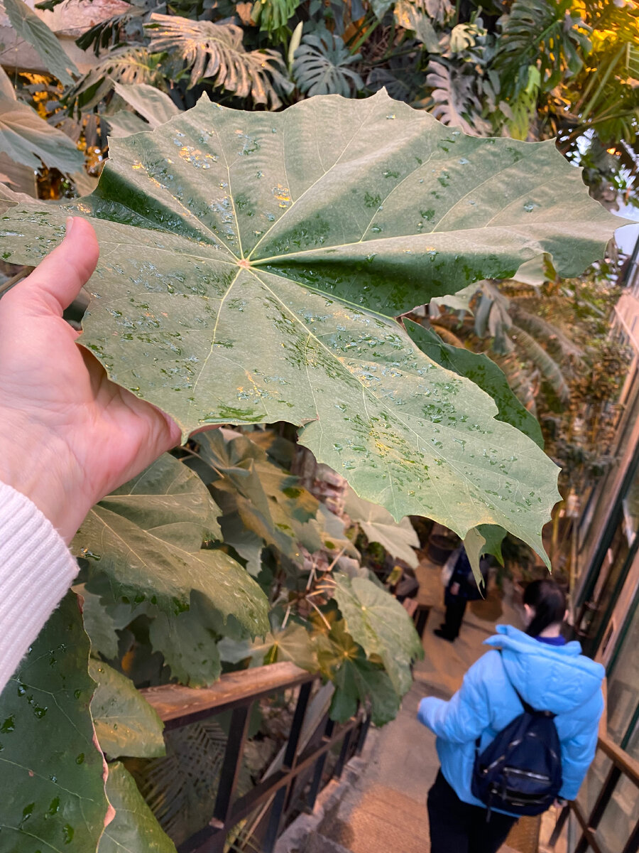 Аптекарский огород