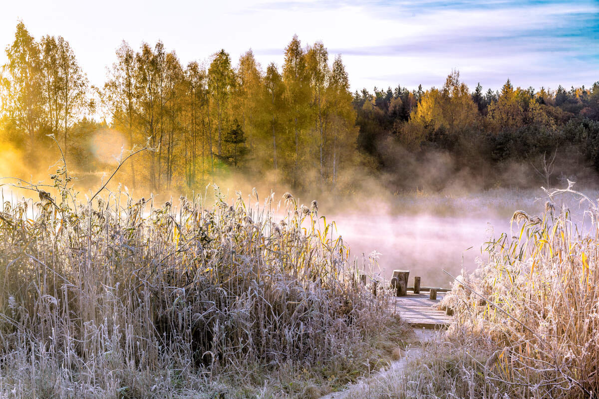 Осенние холодные туманы. Поздняя осень в деревне. Холодная осень в деревне. Заморозки природа. Морозное утро в деревне.