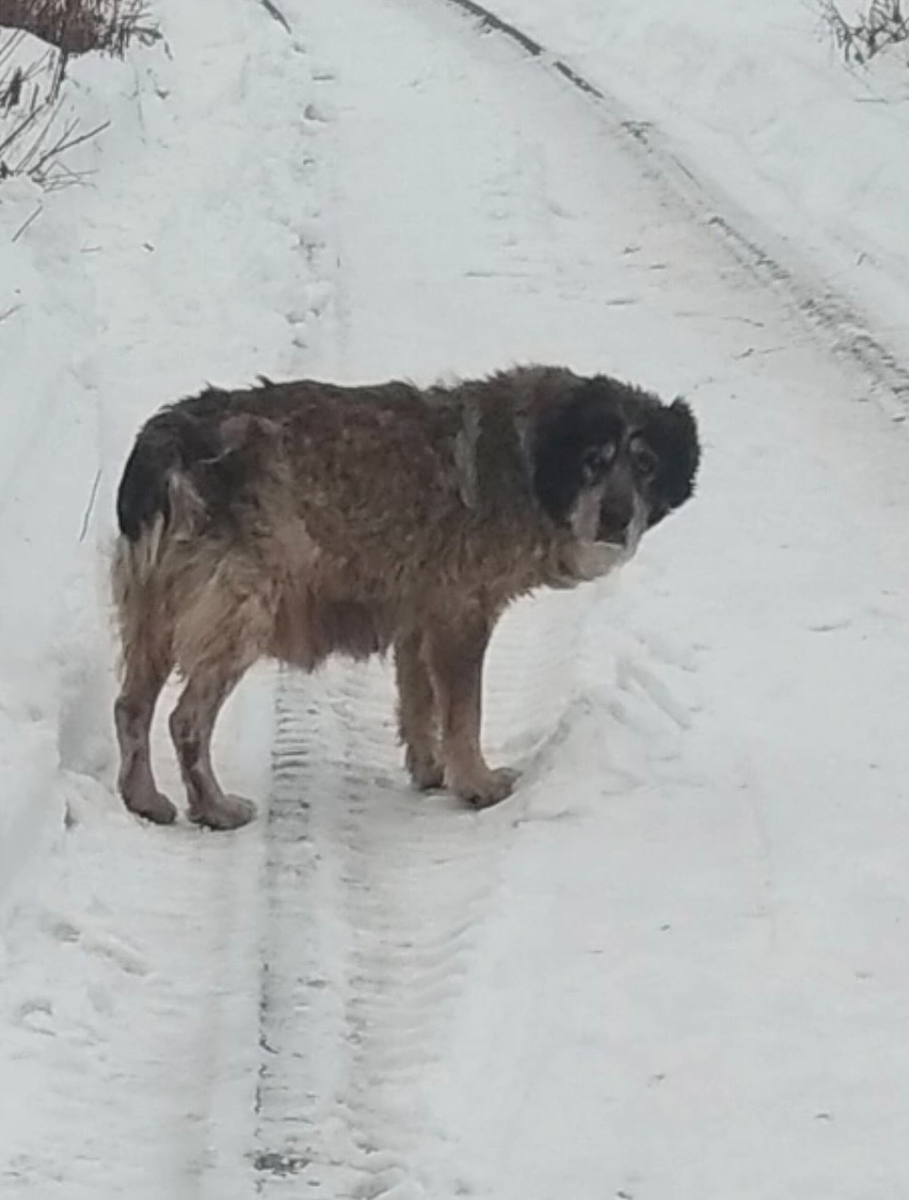 (Лора- основательница логова. Ушла на радугу в марте 2021 года)