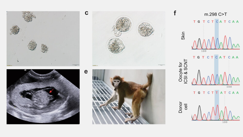     Фото: Nature Communications