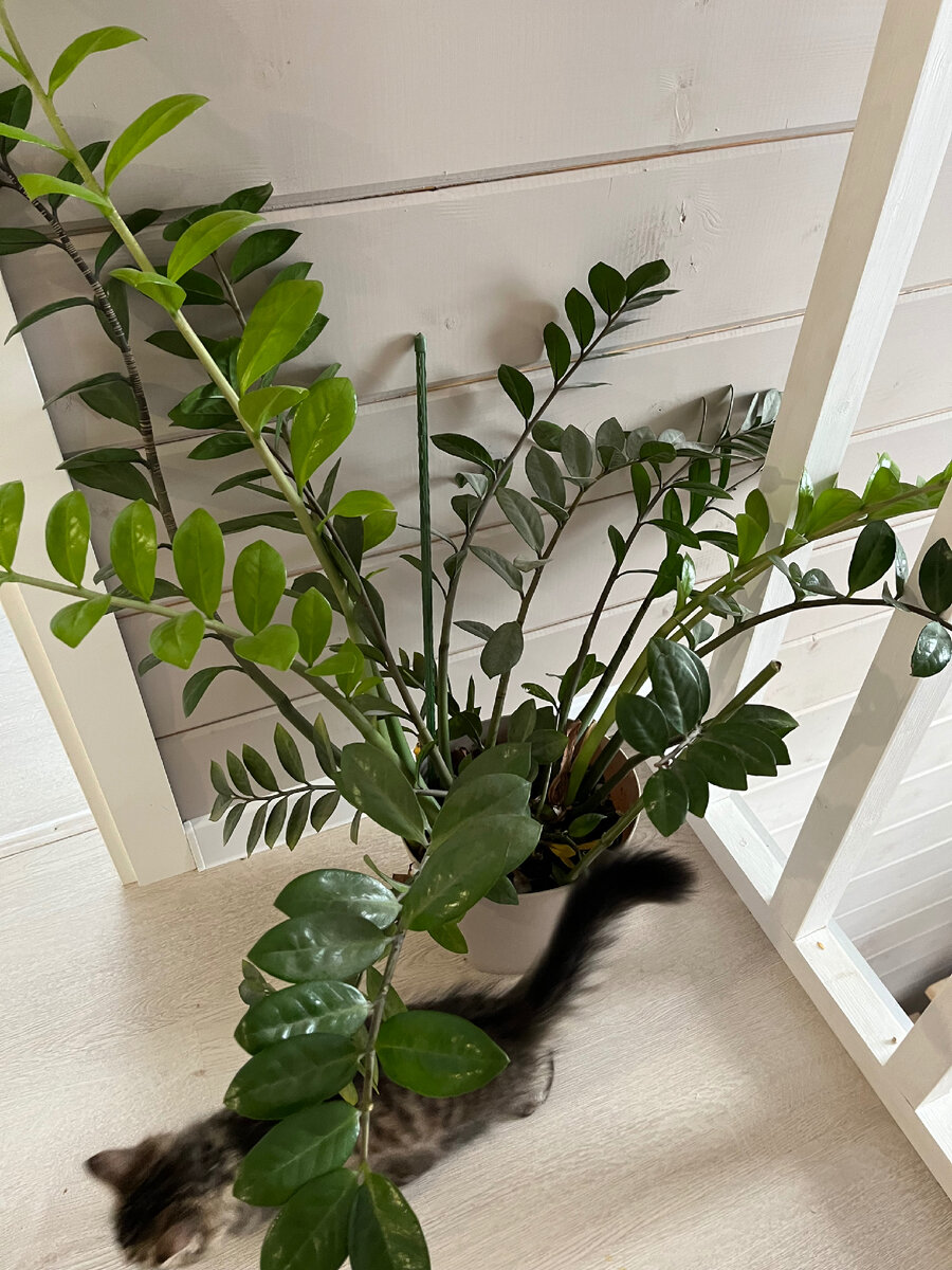 Замиокулькас