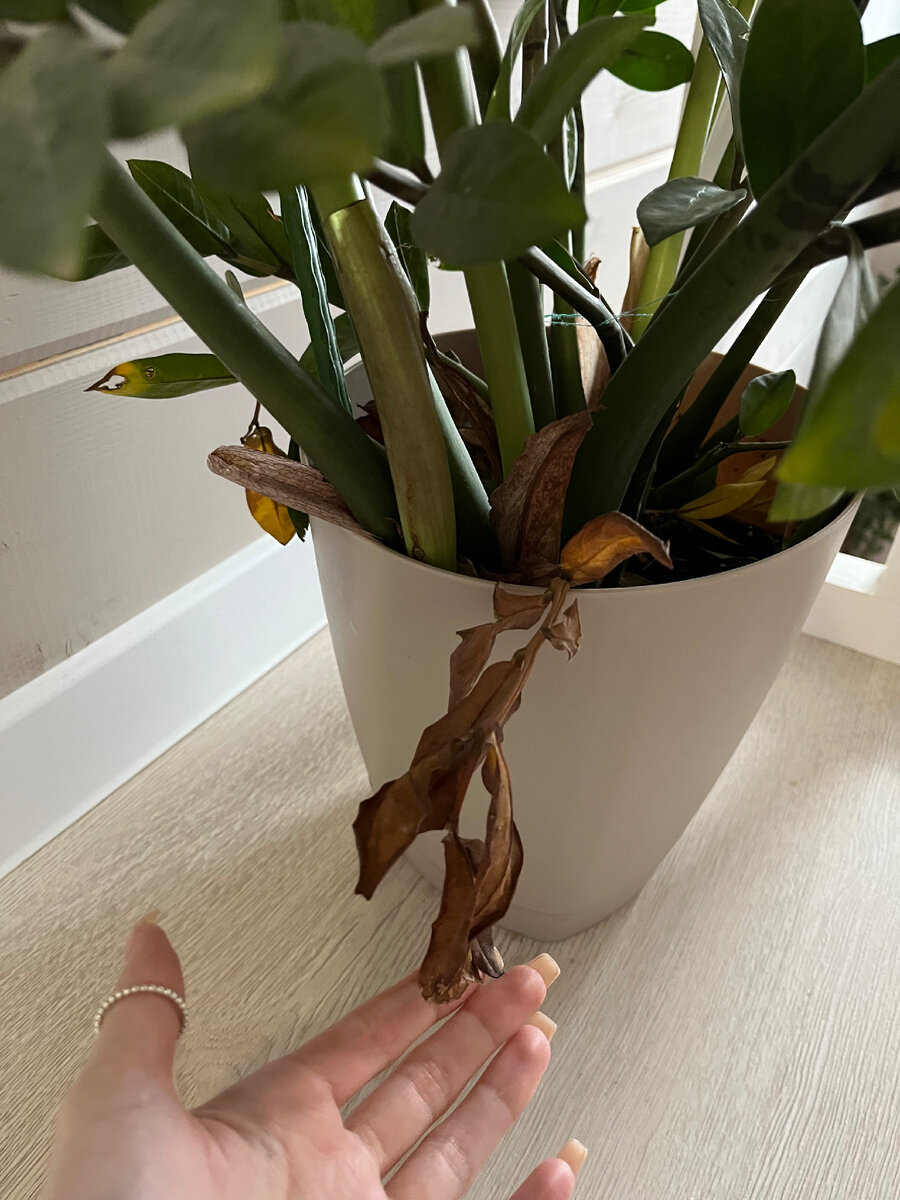 Сгнила новая стрела