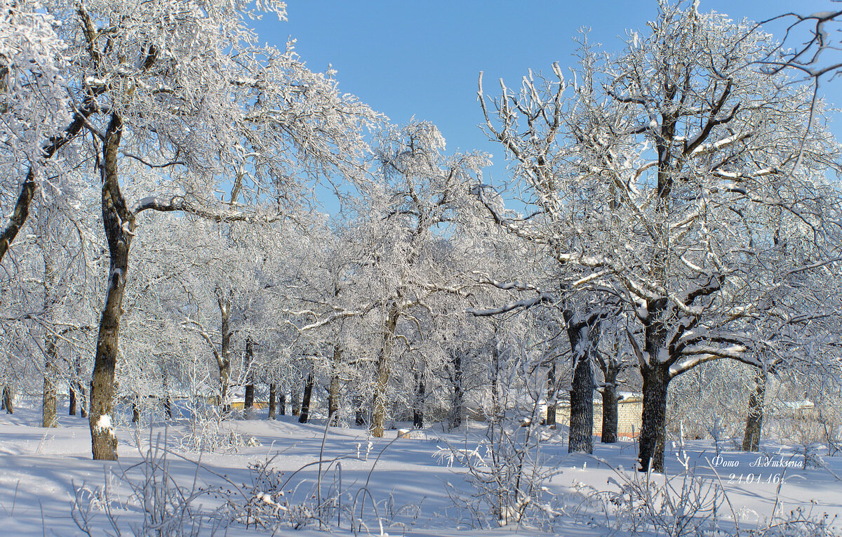 Зимний январский лес стоит.