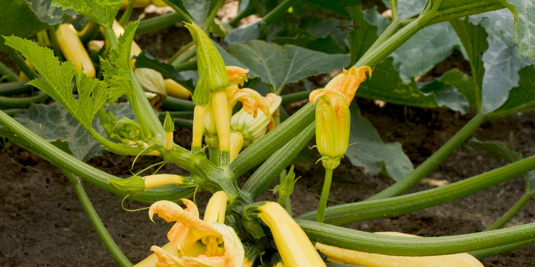 Кабачки-новинки от Агрофирмы АЭЛИТА: единство красоты и пользы!