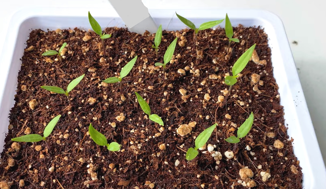 когда можно сеять перец на рассаду. таблица высадки овощей на рассаду. календарь посева семян на рассаду в 2022 году. сроки высадки семян на рассаду таблица. когда какие семена сажать на рассаду.