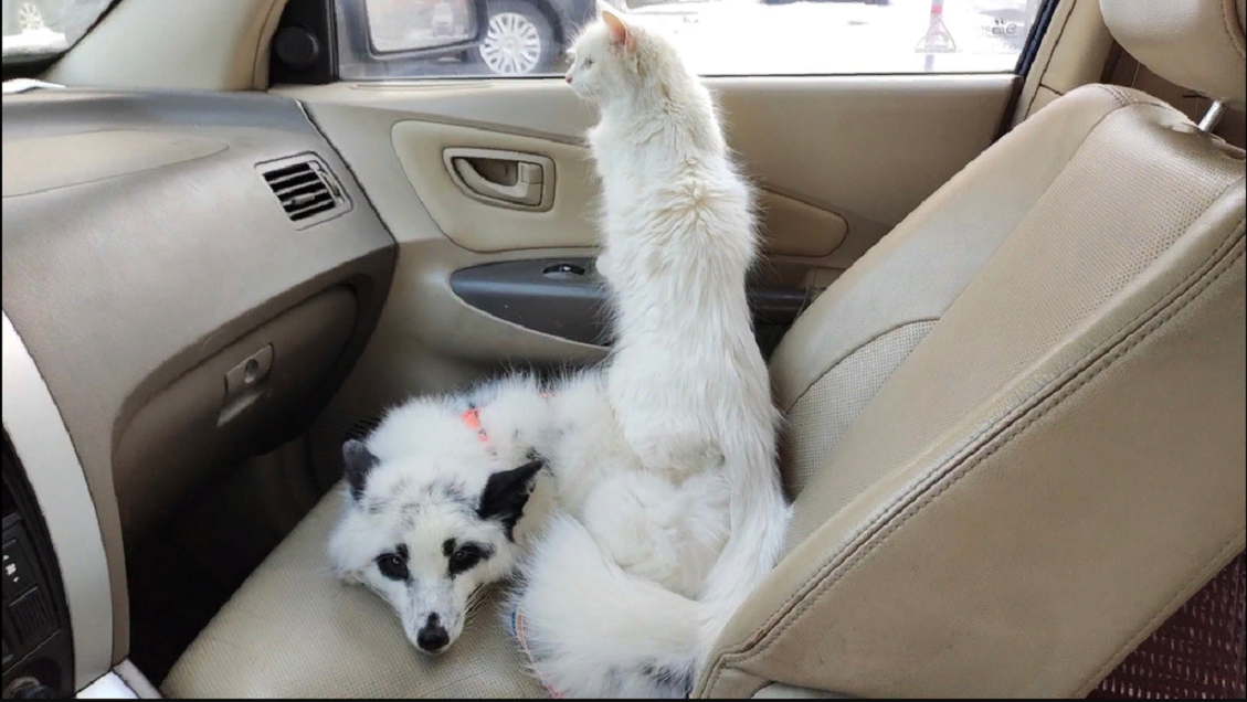 кадр из видео наглядно показывающий как Лютик относится к кошкам