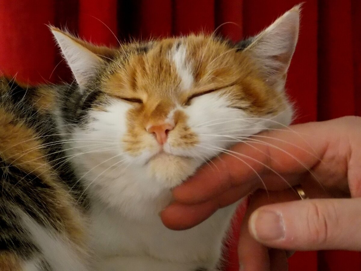 Понимают ли кошки, когда хозяин плачет | Мур - Мяу | Дзен