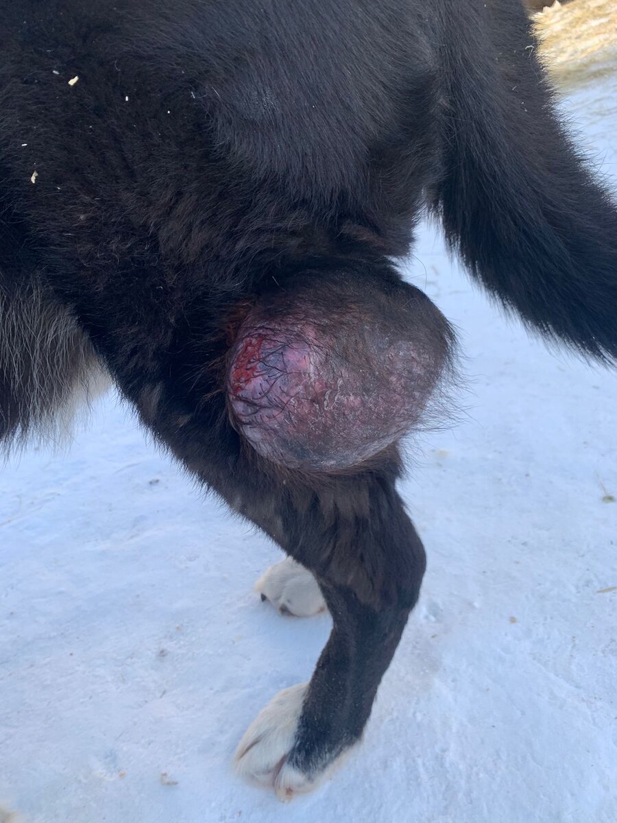 Зрелище не для слабонервных