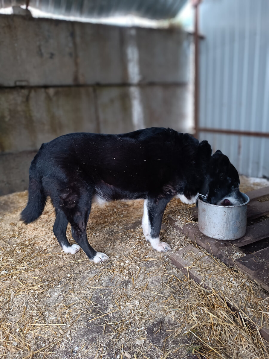 Сириус очень много пьёт. Полкастрюли за раз
