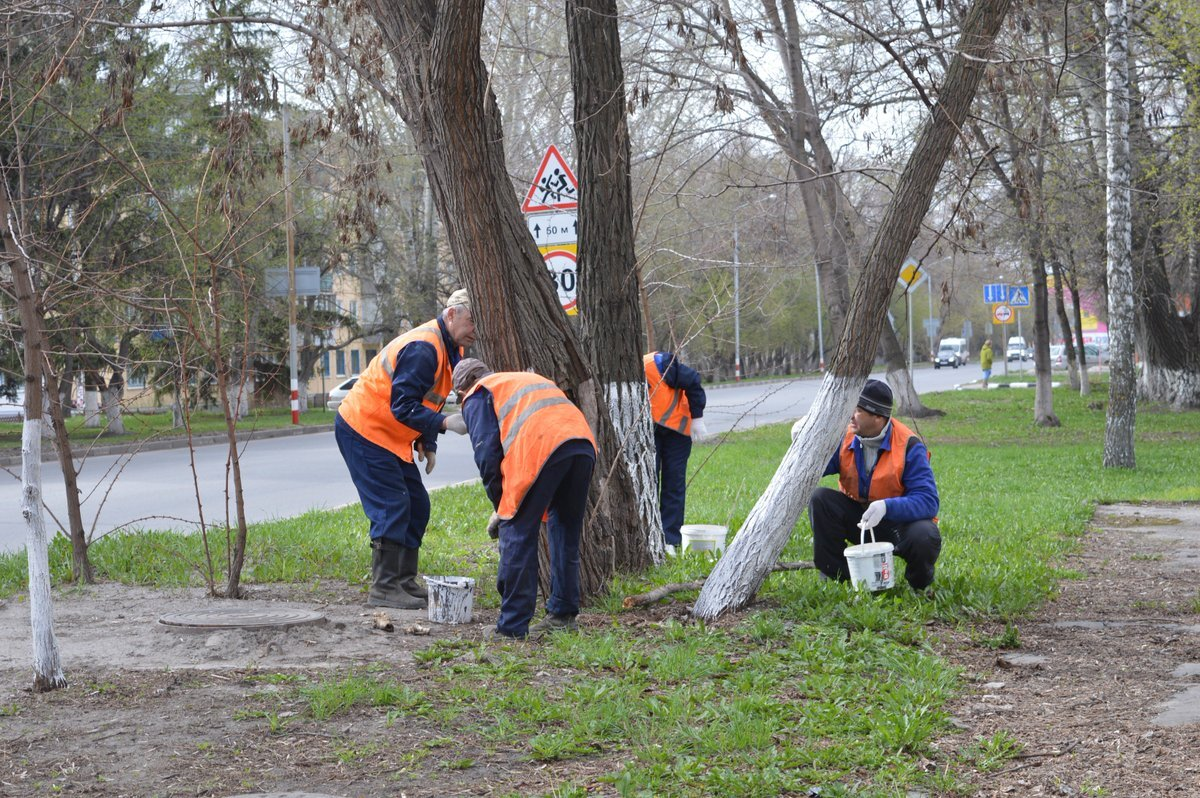 Белили стволы деревьев