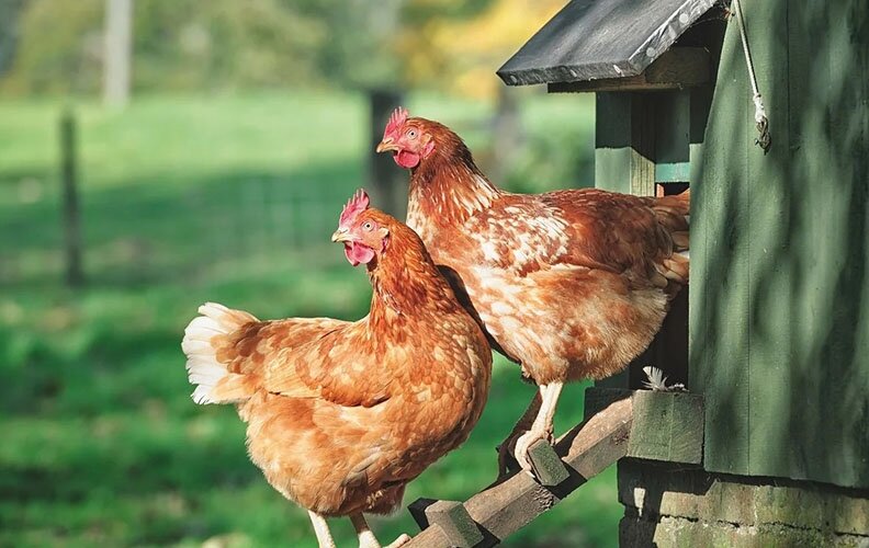 Что нельзя давать курам. Схема кормления цыплят бройлеров. Зерновой рацион для кур. Можно ли куром давать мясо. Кормление домашней птицы.