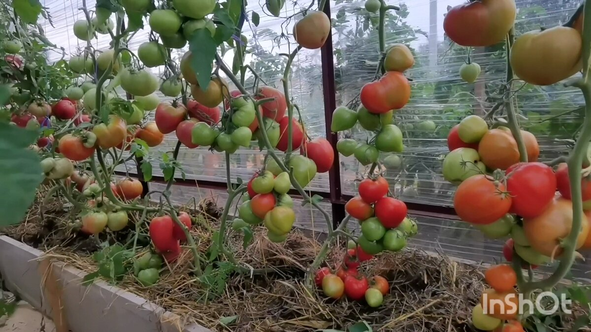 урожай 2022г, томаты по два в лунку, южный ряд теплицы