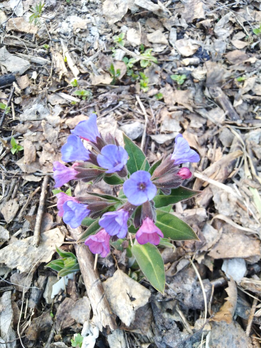 Астрологический прогноз, Венера в Козероге