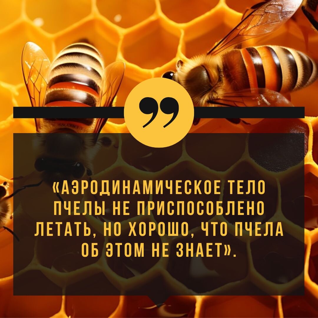 Если вам кажется, что вы чего-то не можете, вспомните про пчел | Записки  начинающей МИЛФы | Дзен