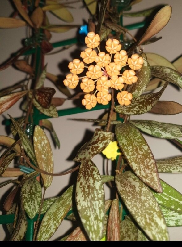 Фото интернет 