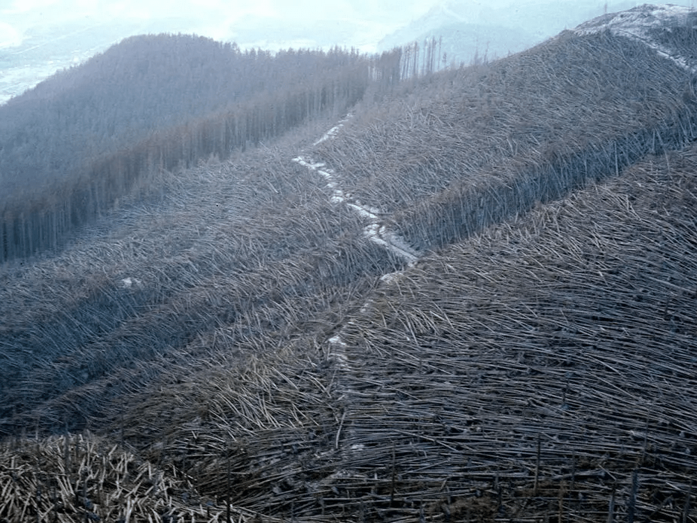 Взрывная волна вулкана Сент-Хеленс повалила тысячи деревьев в районе реки Тотл. Фото: AP Photo/USGS, Lyn Topinka