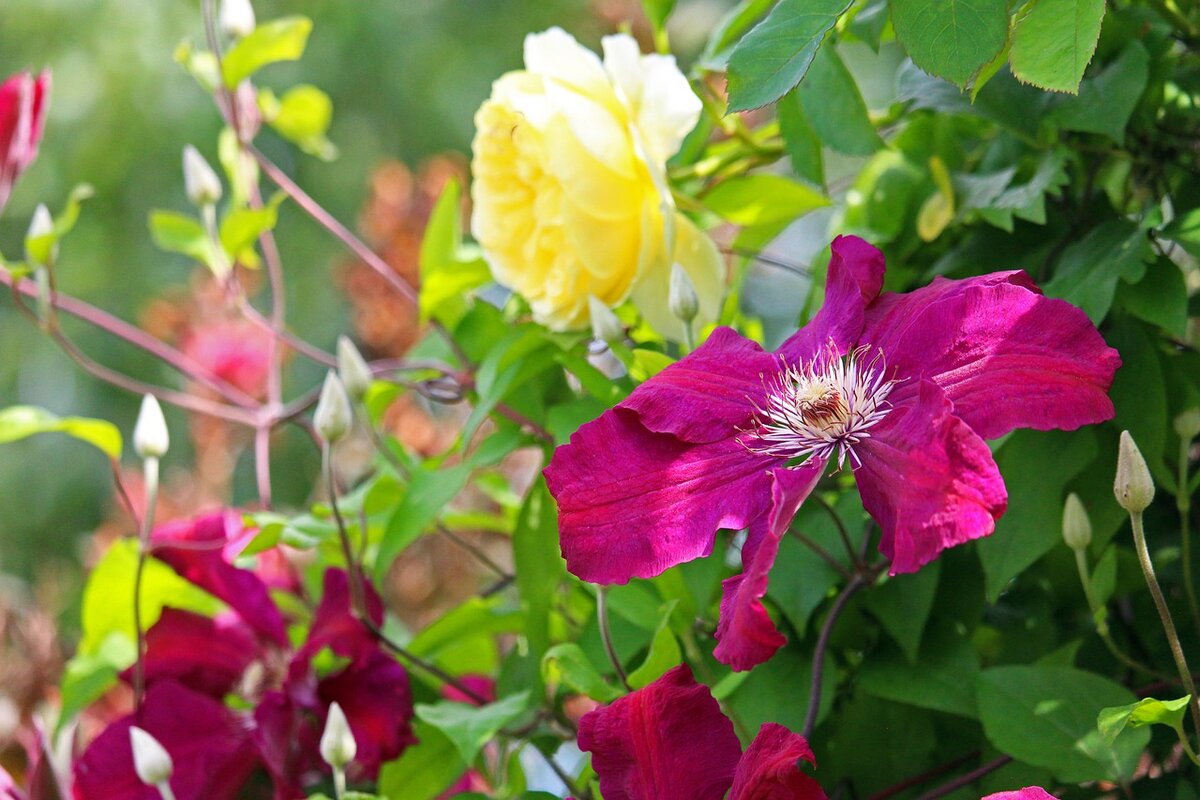 Clematis Rose роза