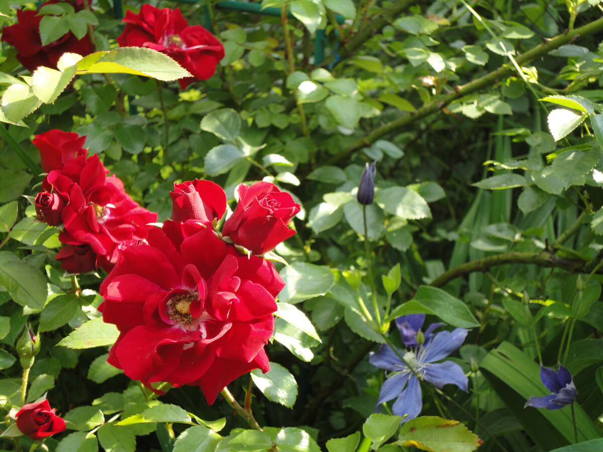 Clematis Rose роза