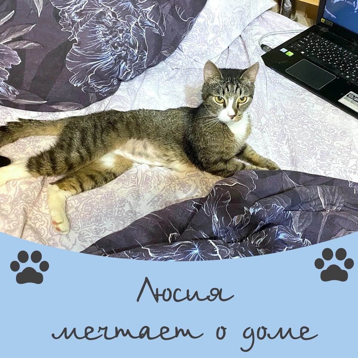 Кошка Люсия мечтает о доме ✨️🏠 | Приют 