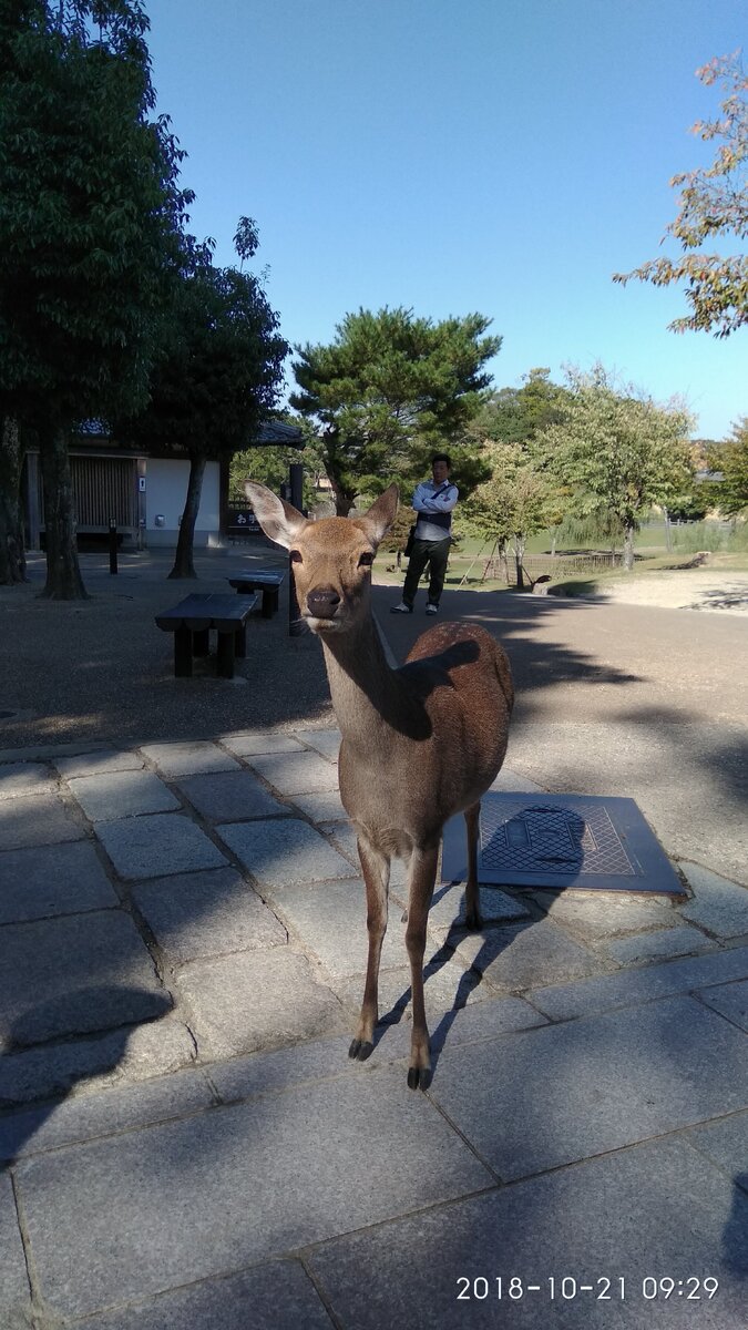 Парк топ 1. Сингапур роща сверхдеревьев. Огород мгу аптекарский ботанический. Сады у залива, сингапур архитектура. Летний сад спб.