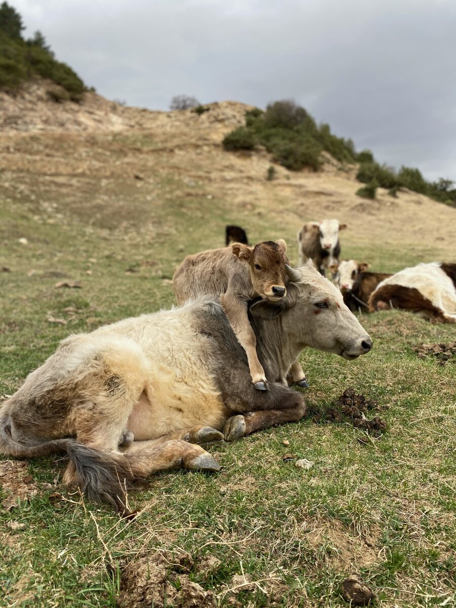 Изначально хотел сфоткать корову, но теленок испугался, прибежал к мамке и обнял