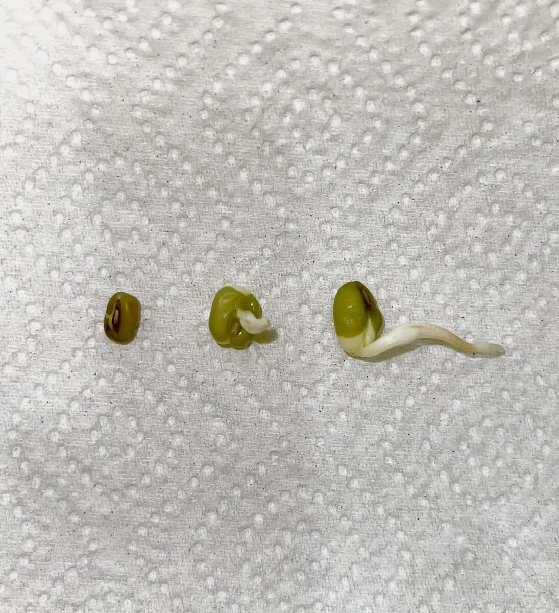 Пророщенные бобы маш