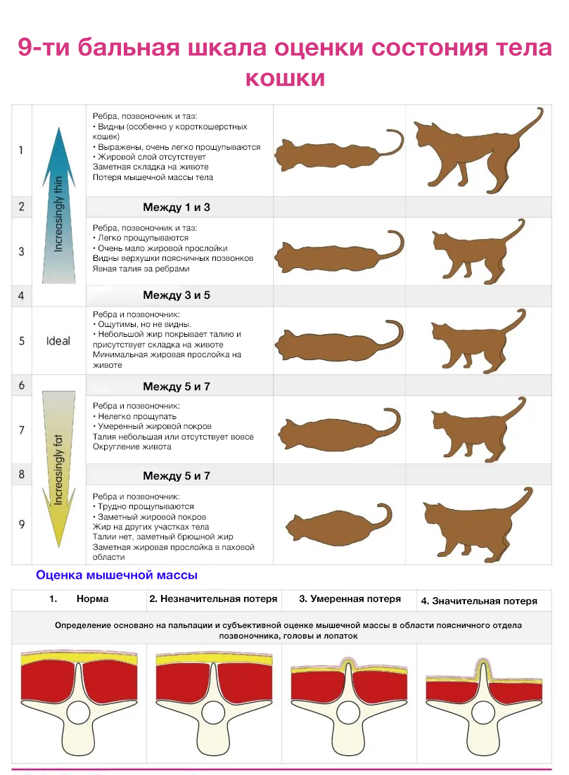 британец лежит. моча кота с мочекаменной болезнью. кошка не может есть причины. привередливый кот. кот ест и худеет причины.