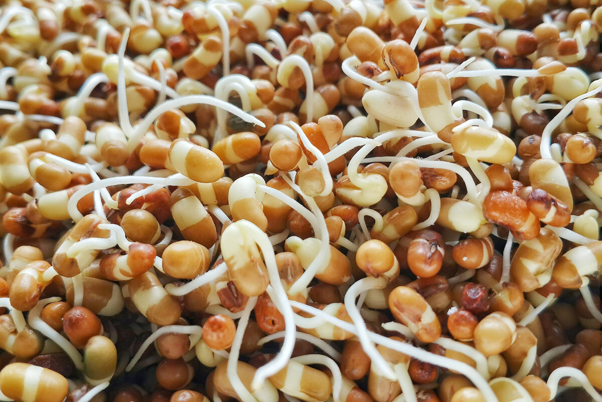     Как прорастить фасоль для салата всего за 5 дней: лайфхак от эксперта