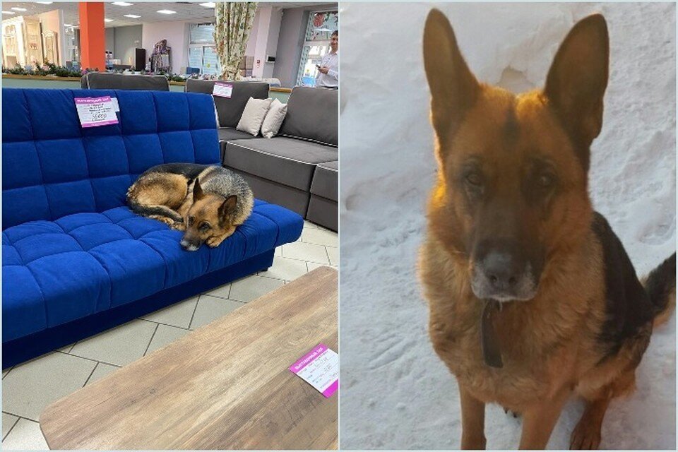    Найденная в торговом центре "Континент" собака тоскует по хозяину. Фото: Галина ИВАЩЕНКО.