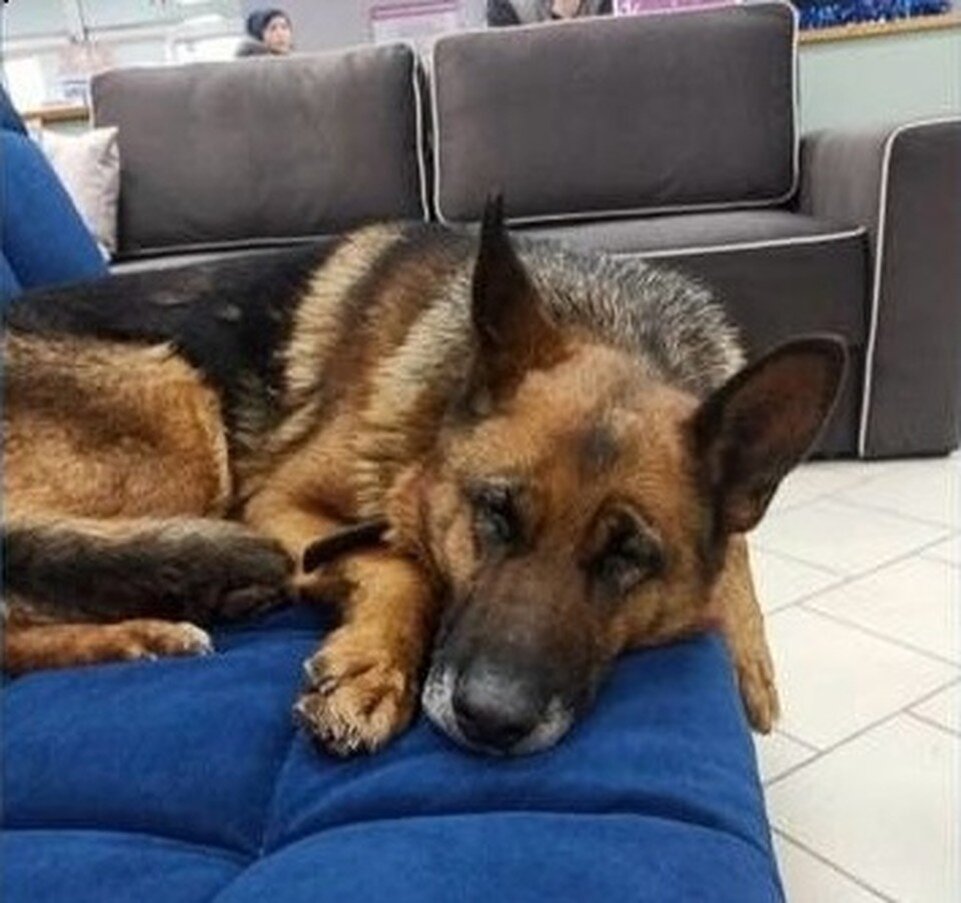    Овчарка, оставшись без хозяина, забежала в магазин погреться. Фото: общество "ХАТИКО".