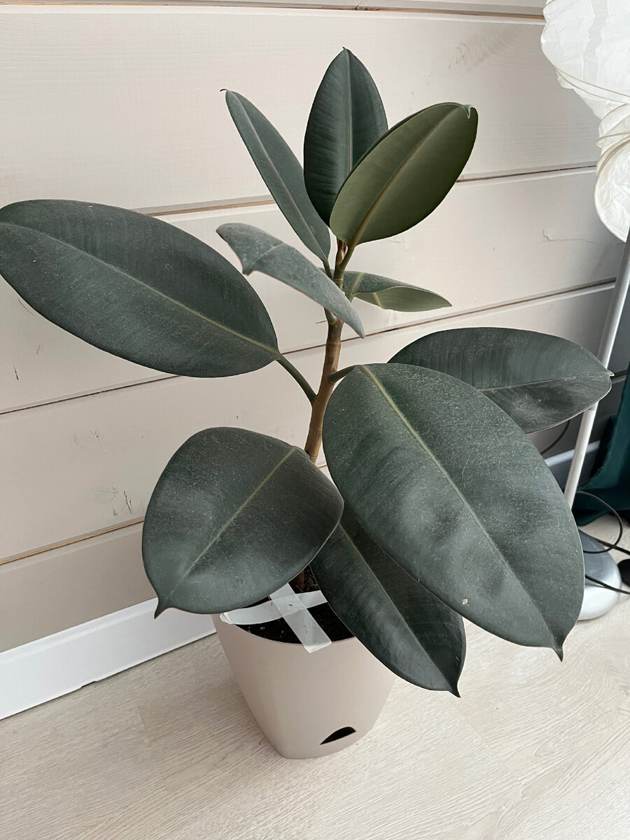 Фикус Эластика